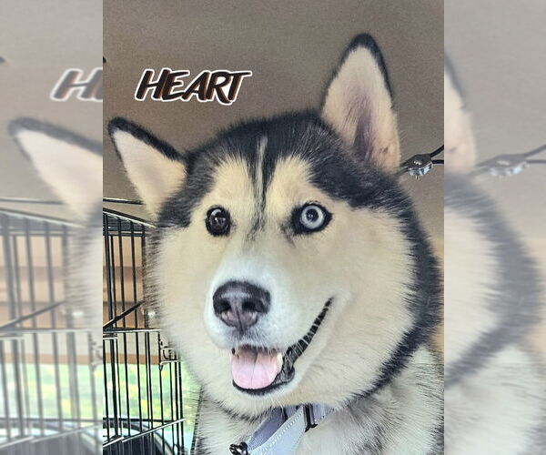 Medium Photo #3 Siberian Husky Puppy For Sale in Severn, MD, USA