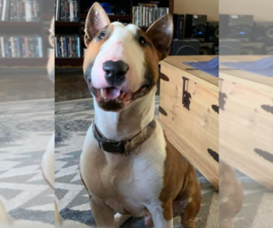 Bull Terrier Puppy for sale in ALMA, AR, USA
