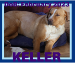 Small Photo #21 Labrador Retriever-Unknown Mix Puppy For Sale in Sebec, ME, USA