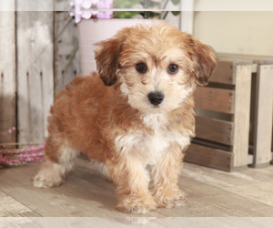 Yo-Chon Puppy for sale in MOUNT VERNON, OH, USA