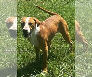 Mutt Dogs for adoption in Pryor, OK, USA