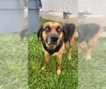 Small #1 Black and Tan Coonhound-German Shepherd Dog Mix