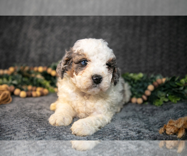 Medium Photo #21 Bernedoodle (Miniature) Puppy For Sale in NAPPANEE, IN, USA