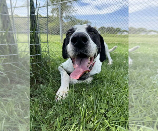 Medium Photo #6 Great Dane-Pointer Mix Puppy For Sale in Bullard, TX, USA