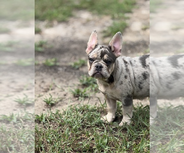 Medium Photo #1 French Bulldog Puppy For Sale in LAKE WALES, FL, USA