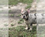 Puppy Elgar French Bulldog