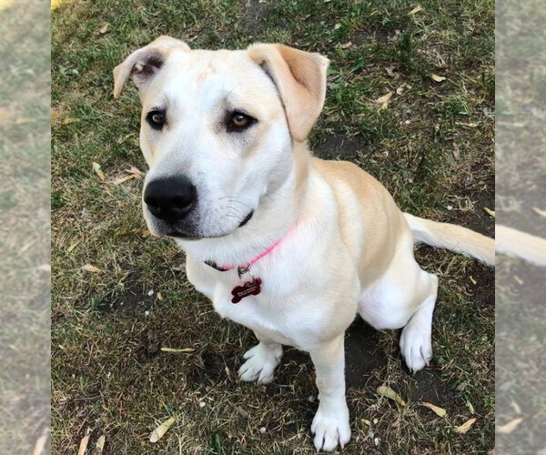 Medium Photo #2 Labrador Retriever-Unknown Mix Puppy For Sale in Minneapolis, MN, USA