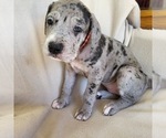 Puppy Lucy Daniff