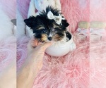 Small #15 Morkie