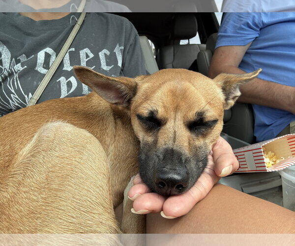 Medium Photo #13 Rat Terrier-Unknown Mix Puppy For Sale in Rockaway, NJ, USA