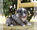 Small Aussie-Poo