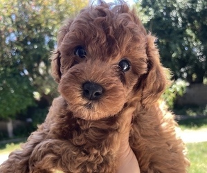 Cavapoo-Poodle (Toy) Mix Puppy for sale in ORANGE, CA, USA