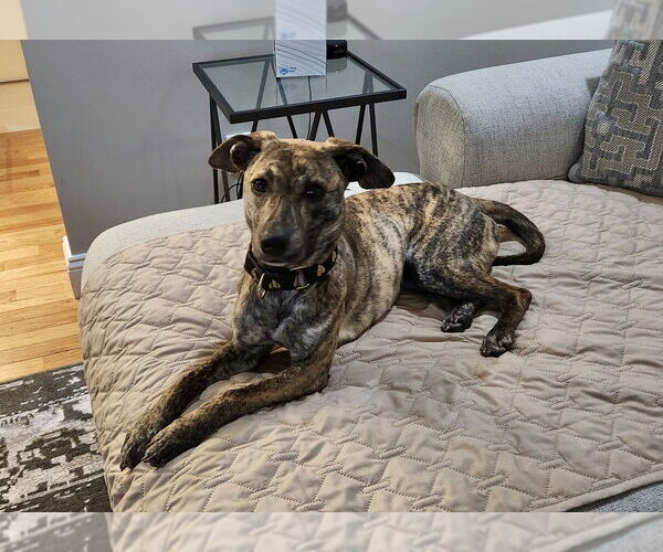 Medium Photo #12 Mutt Puppy For Sale in Brewster, NY, USA