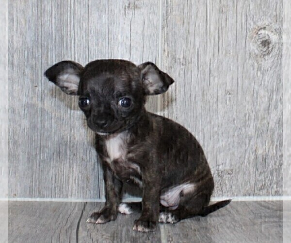 Medium Photo #26 Chihuahua Puppy For Sale in NAPLES, FL, USA