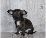 Small #25 Chihuahua
