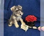 Small #3 Schnauzer (Miniature)