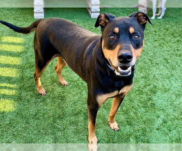 Medium Photo #1 Doberman Pinscher-Unknown Mix Puppy For Sale in Moreno Valley, CA, USA