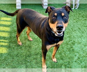 Doberman Pinscher-Unknown Mix Dogs for adoption in Moreno Valley, CA, USA
