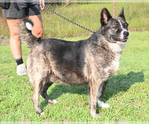 DA 18 Daikon - Female Akita Dog for Adoption - Photo #2