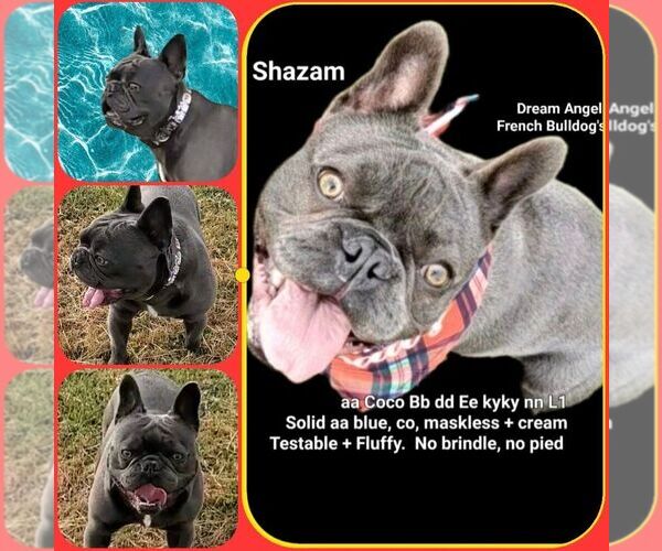 Medium Photo #1 French Bulldog Puppy For Sale in BOSTON, KY, USA