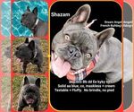 Small Photo #1 French Bulldog Puppy For Sale in BOSTON, KY, USA