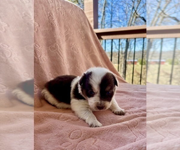 Medium Photo #33 Border Collie Puppy For Sale in MARYVILLE, TN, USA