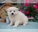 Small #4 American Eskimo Dog