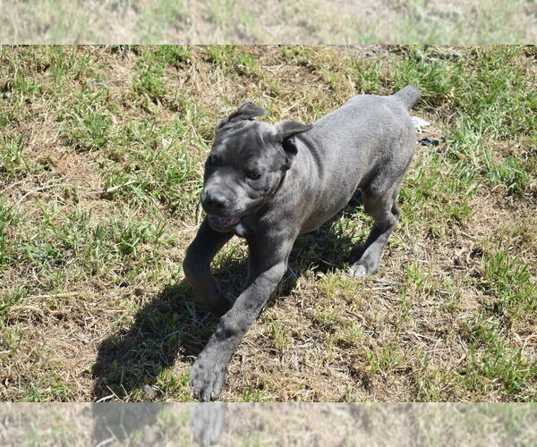 Medium Photo #1 Cane Corso Puppy For Sale in KILLEEN, TX, USA