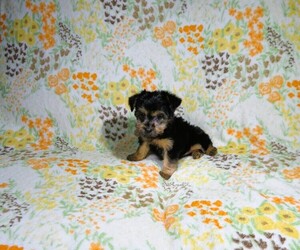 Yorkshire Terrier Puppy for sale in COOKEVILLE, TN, USA