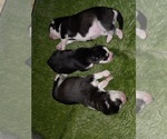 Small Photo #72 Siberian Husky Puppy For Sale in ALTON, IL, USA