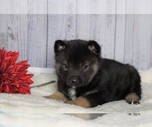 Norwegian Elkhound Puppy for sale in FREDERICKSBG, OH, USA