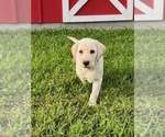 Small Photo #4 Labrador Retriever Puppy For Sale in CLAY CENTER, KS, USA