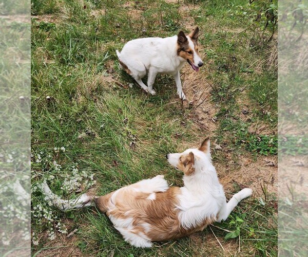 Medium Photo #1 Australian Shepherd-Collie Mix Puppy For Sale in ALLERTON, IA, USA