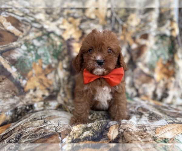 Medium Photo #5 Cavapoo (Miniature) Puppy For Sale in LAKELAND, FL, USA