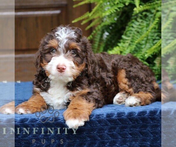 Medium Photo #5 Bernedoodle (Miniature) Puppy For Sale in NARVON, PA, USA
