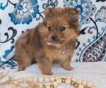 Small #2 Yoranian