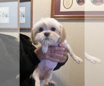 Small Photo #2 Shih Tzu Puppy For Sale in SPG VALLEY LK, CA, USA