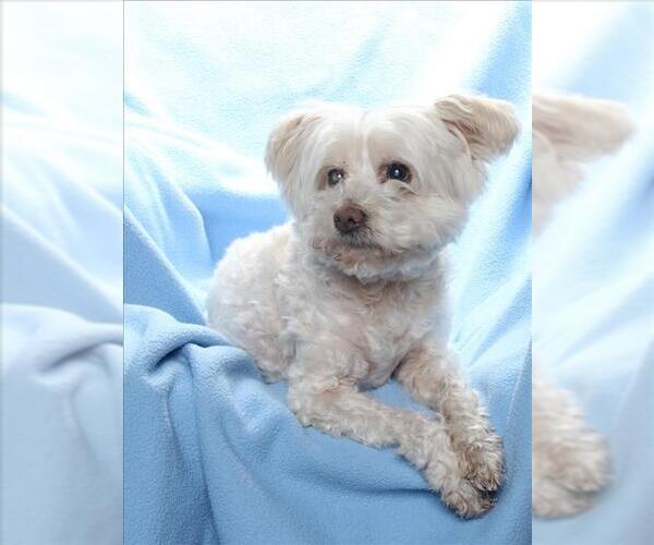 Medium Photo #1 Maltipoo (Miniature) Puppy For Sale in Burbank, CA, USA