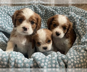 Cavalier King Charles Spaniel Puppy for Sale in BROWNWOOD, Texas USA
