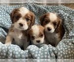 Image preview for Ad Listing. Nickname: Litter of 3