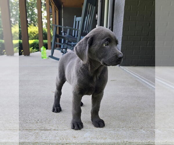 Medium Photo #6 Labrador Retriever Puppy For Sale in FRANKLIN, IN, USA