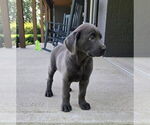 Small #5 Labrador Retriever