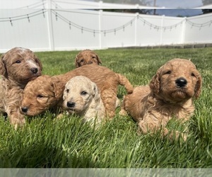 Goldendoodle (Miniature) Litter for sale in SPOKANE, WA, USA