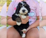 Small #1 Miniature Bernedoodle