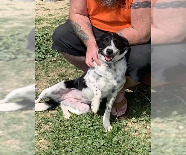 Medium Photo #1 Australian Shepherd Puppy For Sale in Fairfield, IL, USA