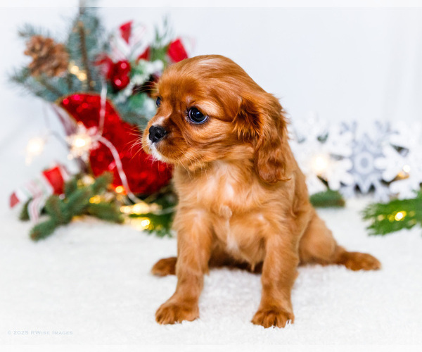 Medium Photo #56 Cavalier King Charles Spaniel Puppy For Sale in WAKARUSA, IN, USA