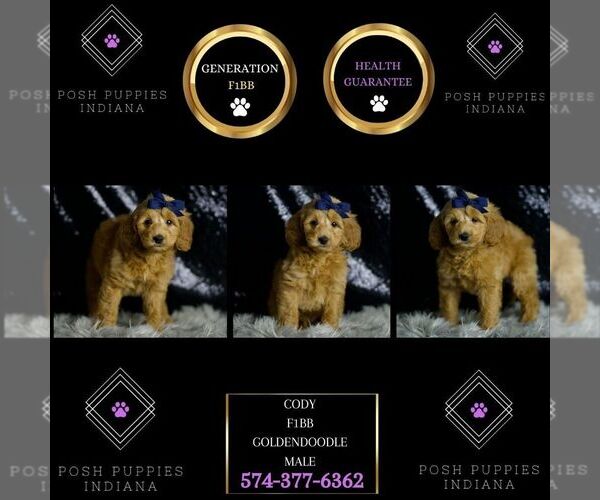 Medium Photo #46 Goldendoodle (Miniature) Puppy For Sale in WARSAW, IN, USA