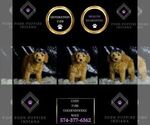 Small #4 Goldendoodle (Miniature)