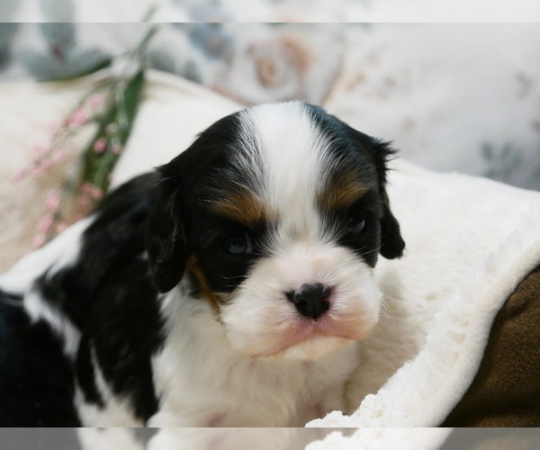 Medium Photo #12 Cavalier King Charles Spaniel Puppy For Sale in MARCELLUS, MI, USA