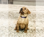 Small Photo #5 Labrador Retriever Puppy For Sale in STEVENS, PA, USA